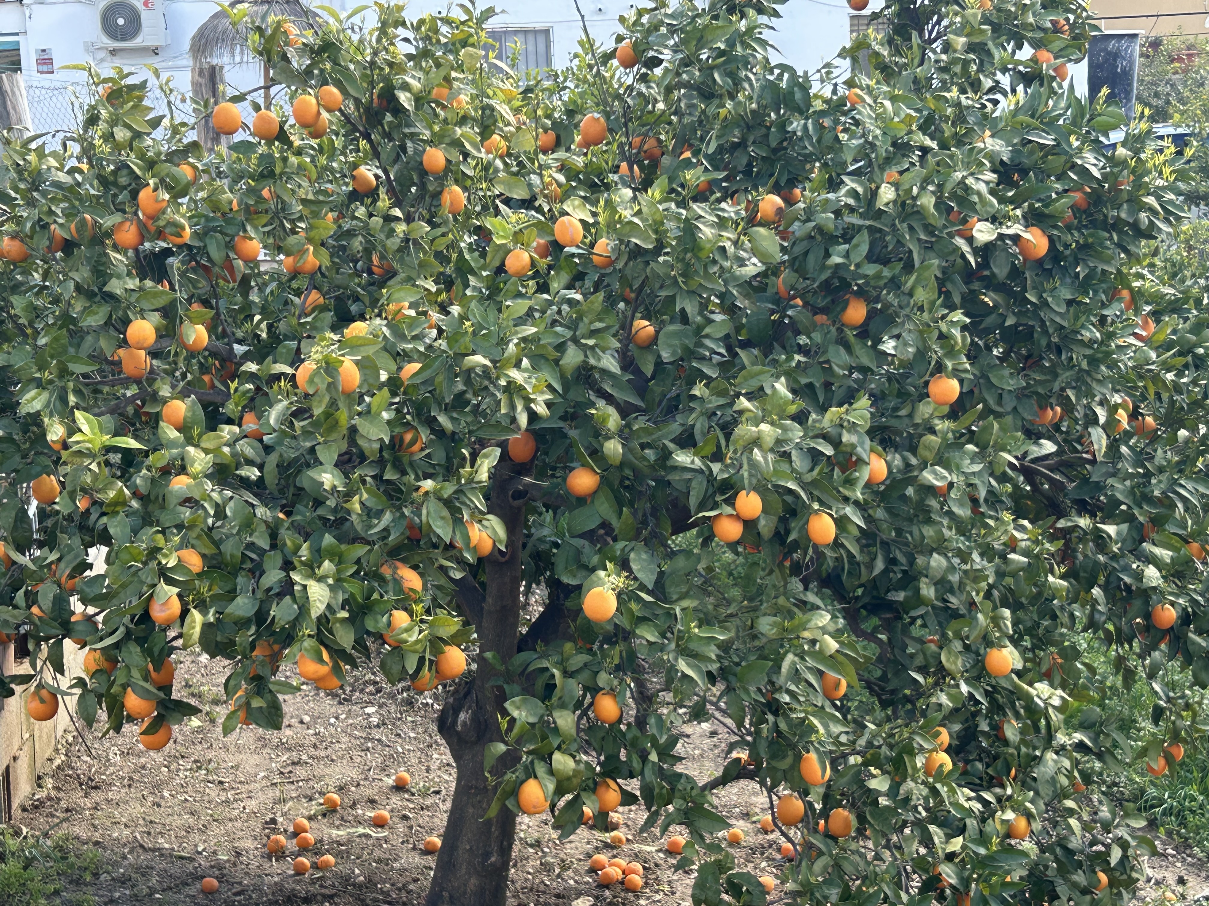 Spain-Portugal 2025 - Image 15